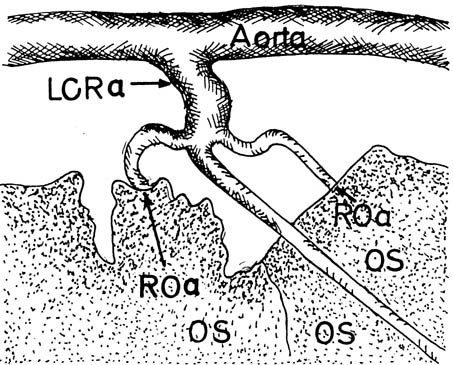 Ovary Diagram