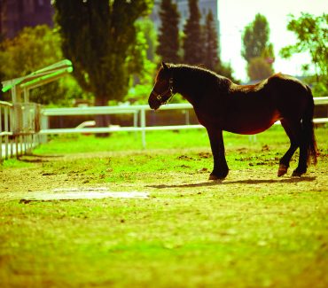 Laboratory for bacterial horses’ disease diagnostics (EquiBAKlab)