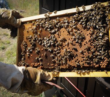 Laboratory for Bee Diseases (APISLab)