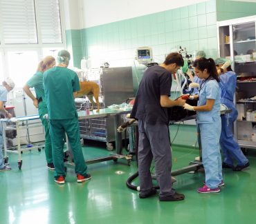 Surgery, Orthopaedics And Ophthalmology