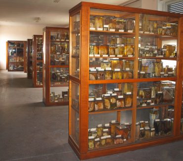 The Museum Of The Institute Of Veterinary Pathology The Museum Of The Institute Of Veterinary Pathology