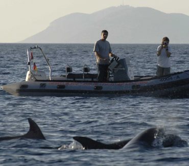 The Research Group for Sea Mammals