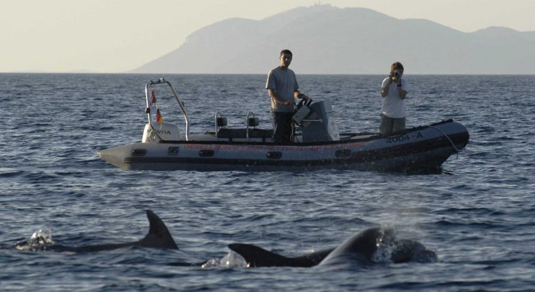 The Research Group for Sea Mammals The Research Group for Sea Mammals