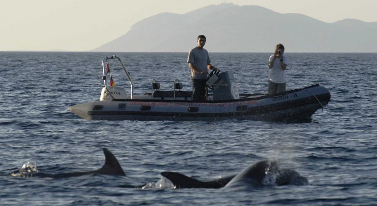 The Research Group for Sea Mammals