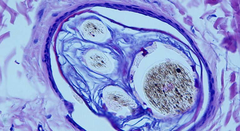 Laboratoriji Zavoda za anatomiju, histologiju i embriologiju