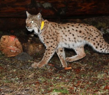 The Research Group for Large Wild Animals