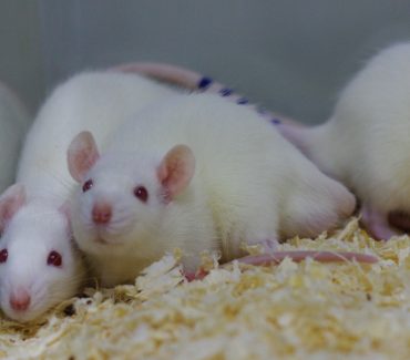 The Research Group for Lipid Metabolism Disorders Using a Rodent Model