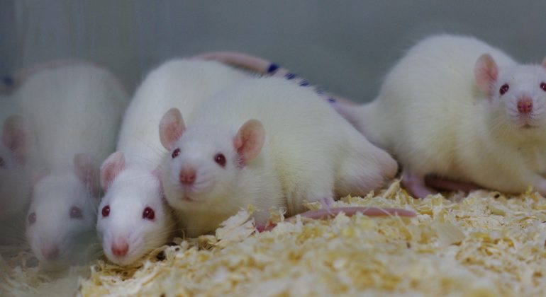 The Research Group for Lipid Metabolism Disorders Using a Rodent Model