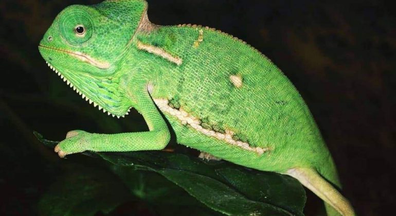 Svečano otvorena Reptilomanija+ 2019. Svečano otvorena Reptilomanija+ 2019.
