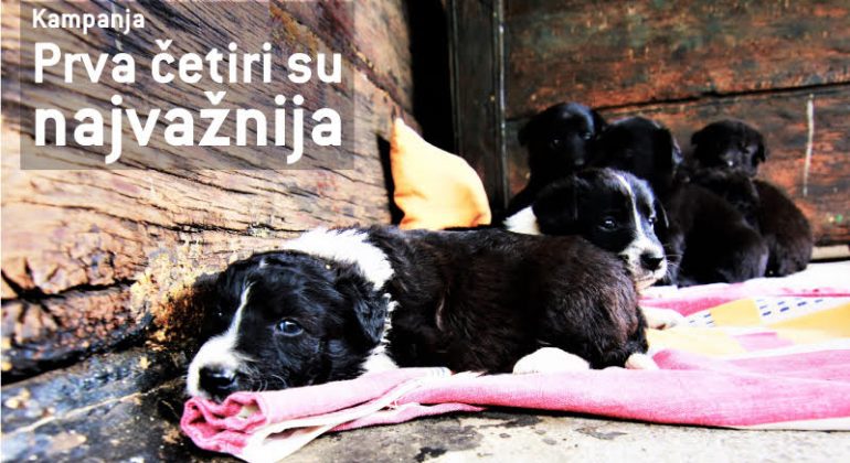 Veterinarski fakultet pokrovitelj kampanje “Prva četiri su najvažnija”