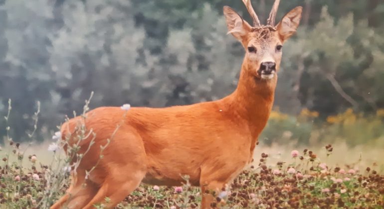 Dani lovstva na Veterinarskome fakultetu – Priča iz Črnovšćaka