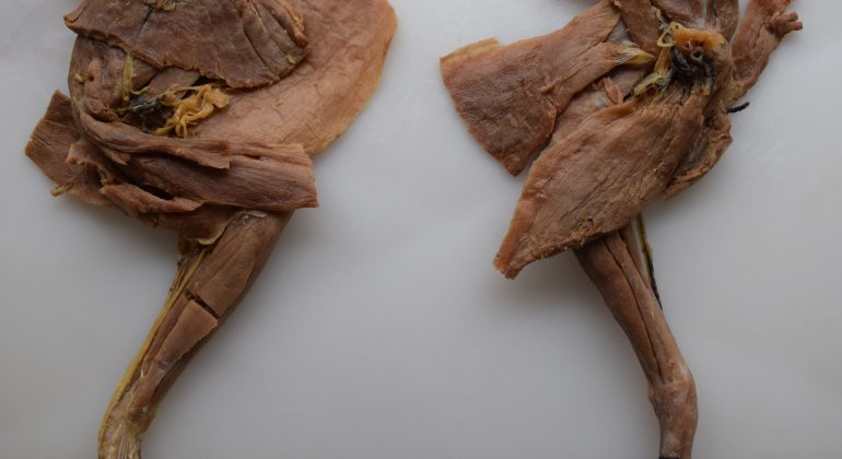 U sklopu HKO projekta polietilenglikolom impregnirani anatomski preparati za nastavu U sklopu HKO projekta polietilenglikolom impregnirani anatomski preparati za nastavu
