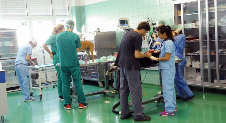 Tribina „Cjeloživotno obrazovanje – novosti u veterinarskoj kirurgiji“ Tribina „Cjeloživotno obrazovanje – novosti u veterinarskoj kirurgiji“