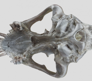 Digitalni anatomski model lubanje psa