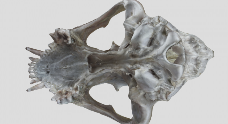 Digitalni anatomski model lubanje psa Digitalni anatomski model lubanje psa