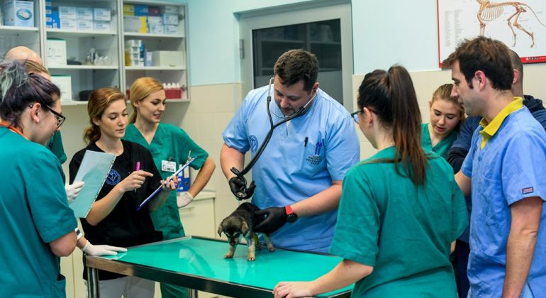 Savjeti za izbjegavanje rizičnih situacija s ljubimcima Savjeti za izbjegavanje rizičnih situacija s ljubimcima