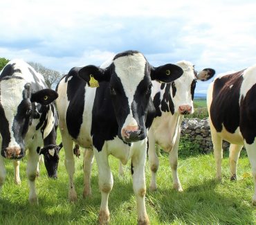 Započeo projekt „Razvoj inovativnog brzog testa za dijagnostiku subkliničkog mastitisa u mliječnih krava“