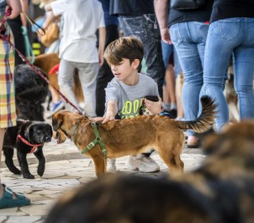 Istraživanje – Psi i mačke izlučuju virus u vrlo maloj količini i nisu izvor infekcije za ljude