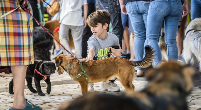 Istraživanje – Psi i mačke izlučuju virus u vrlo maloj količini i nisu izvor infekcije za ljude