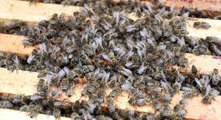 Naša prodekanica prof. dr. sc. Ivana Tlak Gajger uključila se u istraživanje uzroka velikog pomora pčela u Međimurju