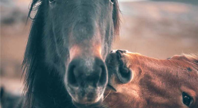 Objavljen novi broj znanstveno-stručnog časopisa Veterinar Objavljen novi broj znanstveno-stručnog časopisa Veterinar