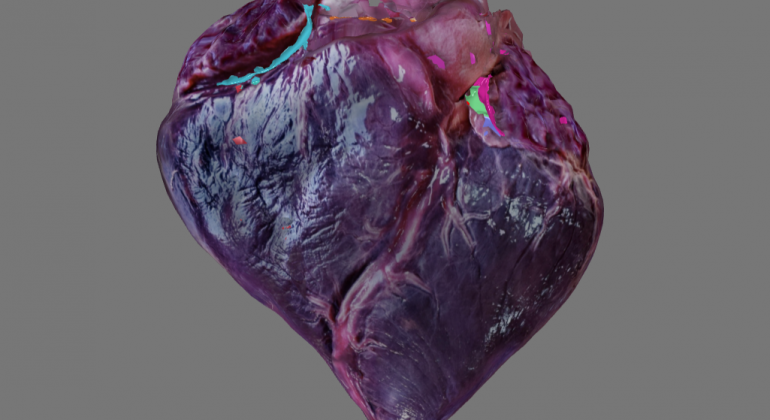 Izrađen je 3D digitalni model srca dobrog dupina