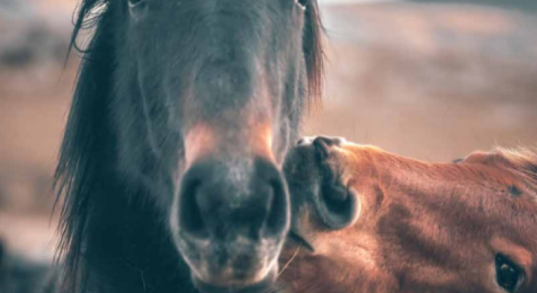 Poziv zainteresiranim autorima – studentski časopis Veterinar Poziv zainteresiranim autorima – studentski časopis Veterinar