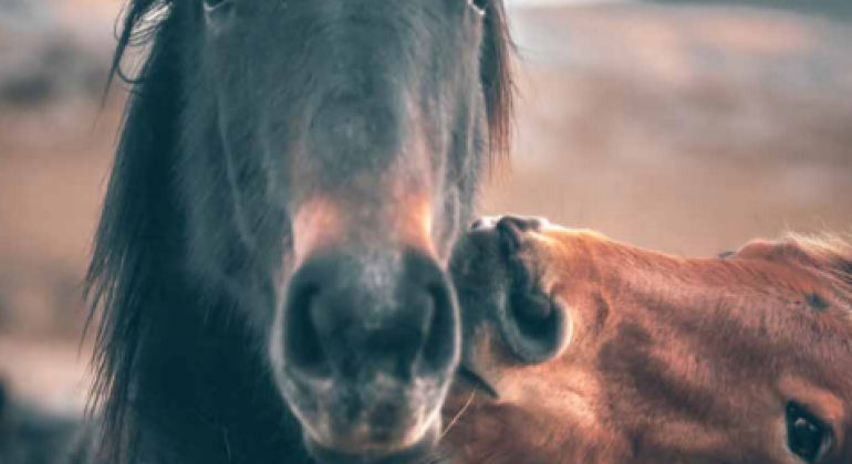 Poziv zainteresiranim autorima – studentski časopis Veterinar