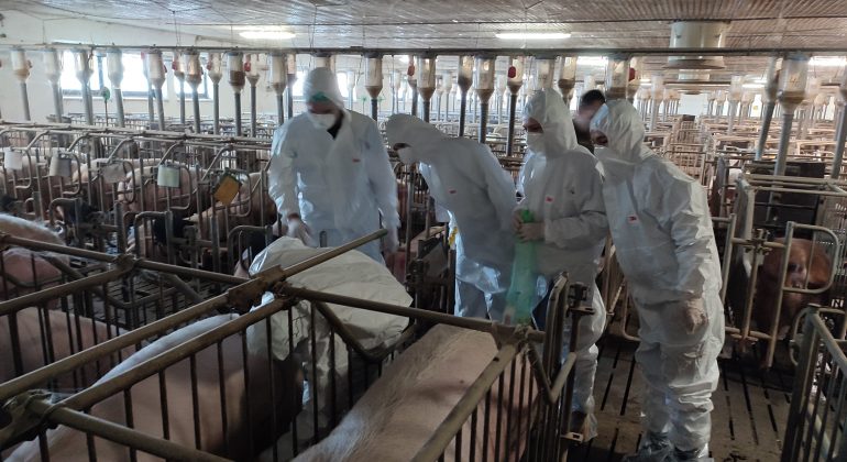 VetCEE akreditacija specijalističkog studija Pig Production and Health Management VetCEE akreditacija specijalističkog studija Pig Production and Health Management