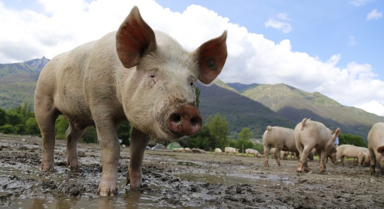 Priopćenje Veterinarskog fakulteta o važnosti mjera kontrole za suzbijanje Afričke svinjske kuge