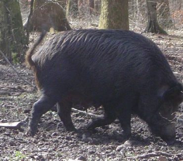 Izdavanje novog priručnika pod nazivom ”Afrička svinjska kuga u divljih svinja – osnove i mjere sprječavanja”