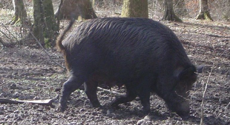 Izdan priručnik ”Afrička svinjska kuga u divljih svinja – osnove i mjere sprječavanja”