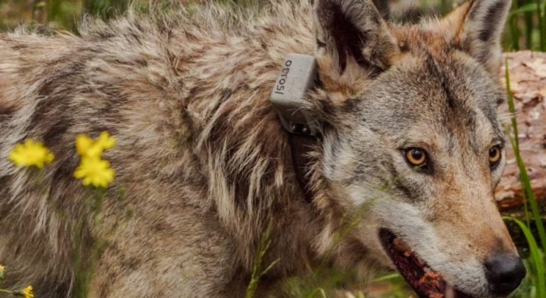 Jedan dan na terenu s ciljem istraživanja ekologije velikih zvijeri s prof. dr. sc. Josipom Kusakom