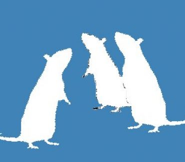 Najava održavanja tečaja za osposobljavanje osoba koje rade s pokusnim životinjama