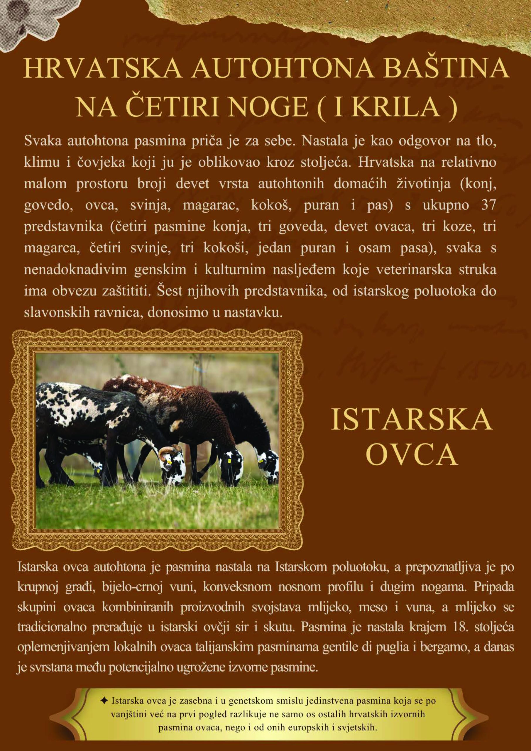 Veterinar br. 64 (1) – DODATAK – HRVATSKA AUTOHTONA BAŠTINA NA ČETIRI  NOGE (I KRILA)