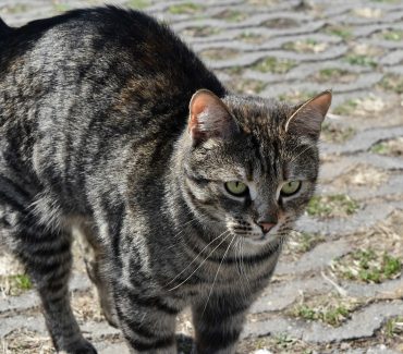 [VAŽNO] Obavijest vlasnicima – epidemija panleukopenije mačaka u Zagrebu