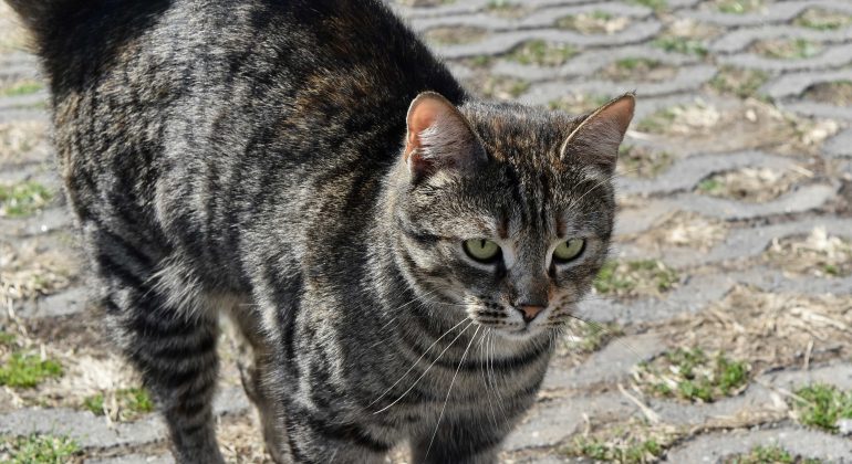 [VAŽNO] Obavijest vlasnicima – epidemija panleukopenije mačaka u Zagrebu